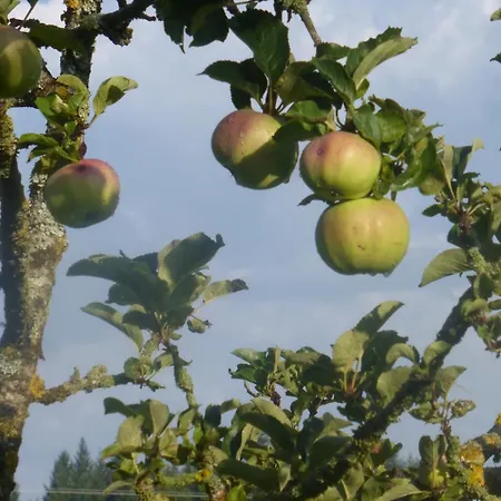 Remise - Schmidsfelden 12 - 88299 *