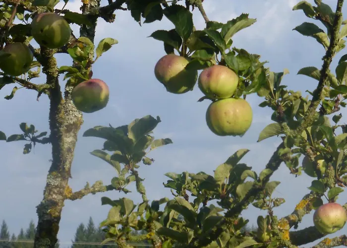 Remise - Schmidsfelden 12 - 88299 *